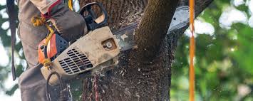 Best Root Management and Removal  in Rio Bravo, TX