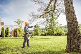 Best Organic Lawn Care Solutions  in Rio Bravo, TX
