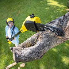 Reliable Rio Bravo, TX Tree Services Solutions