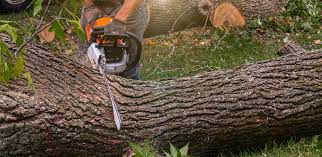 Best Lawn Pest Prevention  in Rio Bravo, TX