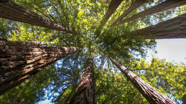 Best Arborist Consultation Services  in Rio Bravo, TX