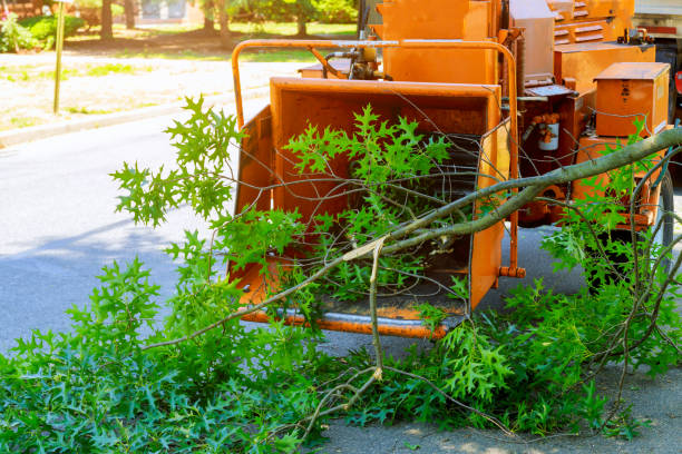 Best Seasonal Cleanup (Spring/Fall)  in Rio Bravo, TX
