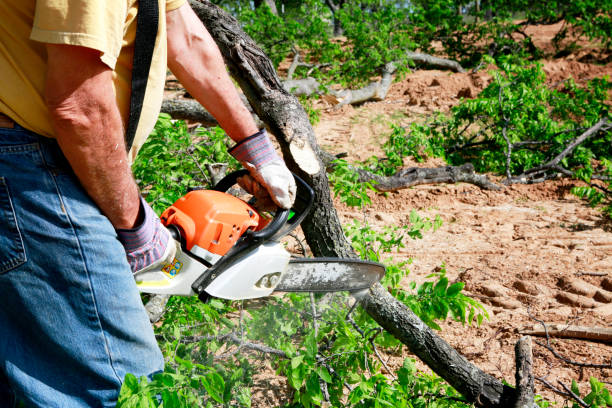 Landscape Design and Installation in Rio Bravo, TX
