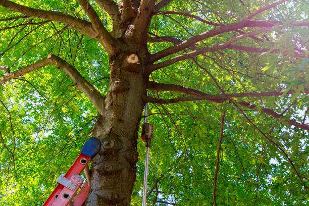 Best Tree Mulching  in Rio Bravo, TX